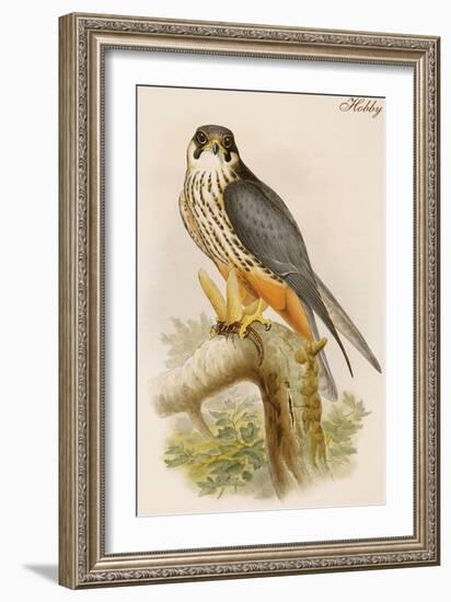 Hobby-John Gould-Framed Art Print