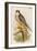 Hobby-John Gould-Framed Art Print