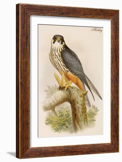 Hobby-John Gould-Framed Art Print