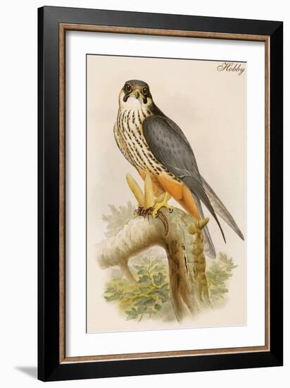 Hobby-John Gould-Framed Art Print