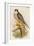 Hobby-John Gould-Framed Art Print