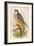 Hobby-John Gould-Framed Art Print