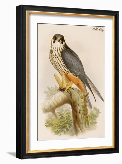 Hobby-John Gould-Framed Art Print