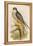 Hobby-John Gould-Framed Stretched Canvas