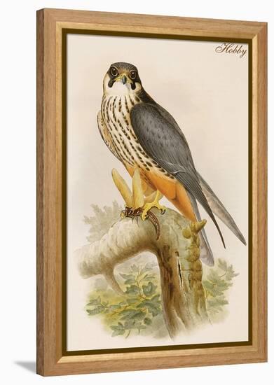 Hobby-John Gould-Framed Stretched Canvas