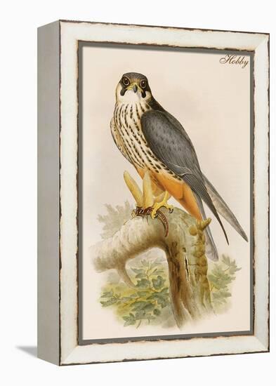 Hobby-John Gould-Framed Stretched Canvas