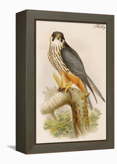 Hobby-John Gould-Framed Stretched Canvas