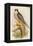 Hobby-John Gould-Framed Stretched Canvas