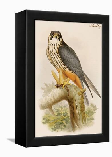 Hobby-John Gould-Framed Stretched Canvas