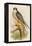 Hobby-John Gould-Framed Stretched Canvas