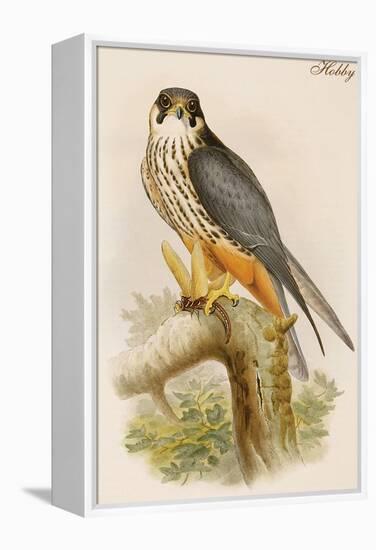 Hobby-John Gould-Framed Stretched Canvas