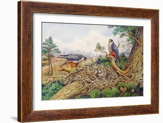 Hobbys at their Nest-Carl Donner-Framed Giclee Print