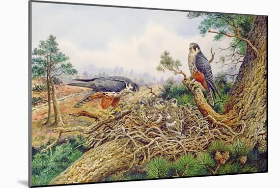 Hobbys at their Nest-Carl Donner-Mounted Giclee Print