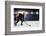 Hockey Match at Rink  . Mixed Media-Sergey Nivens-Framed Photographic Print