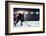 Hockey Match at Rink  . Mixed Media-Sergey Nivens-Framed Photographic Print