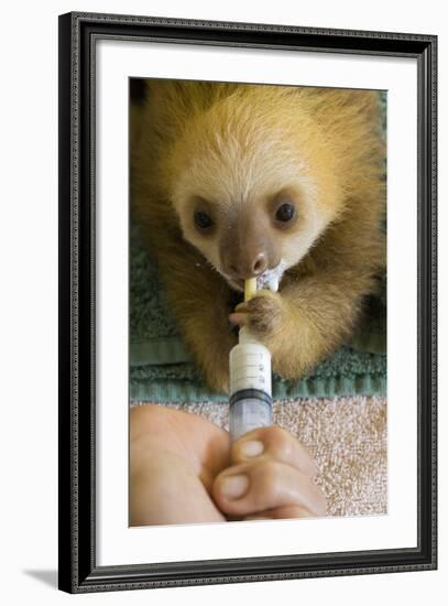 Hoffmann'S Two-Toed Sloth (Choloepus Hoffmanni) Orphaned Baby Bottle Feeding-Suzi Eszterhas-Framed Photographic Print