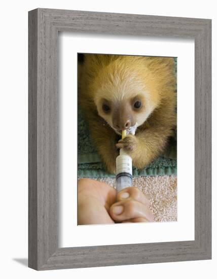 Hoffmann'S Two-Toed Sloth (Choloepus Hoffmanni) Orphaned Baby Bottle Feeding-Suzi Eszterhas-Framed Photographic Print