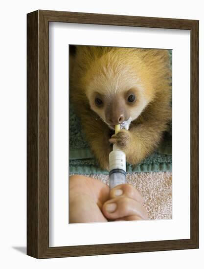 Hoffmann'S Two-Toed Sloth (Choloepus Hoffmanni) Orphaned Baby Bottle Feeding-Suzi Eszterhas-Framed Photographic Print