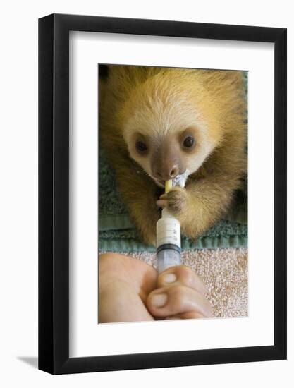 Hoffmann'S Two-Toed Sloth (Choloepus Hoffmanni) Orphaned Baby Bottle Feeding-Suzi Eszterhas-Framed Photographic Print