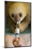 Hoffmann'S Two-Toed Sloth (Choloepus Hoffmanni) Orphaned Baby Bottle Feeding-Suzi Eszterhas-Mounted Photographic Print