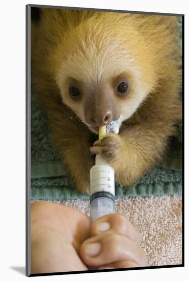 Hoffmann'S Two-Toed Sloth (Choloepus Hoffmanni) Orphaned Baby Bottle Feeding-Suzi Eszterhas-Mounted Photographic Print