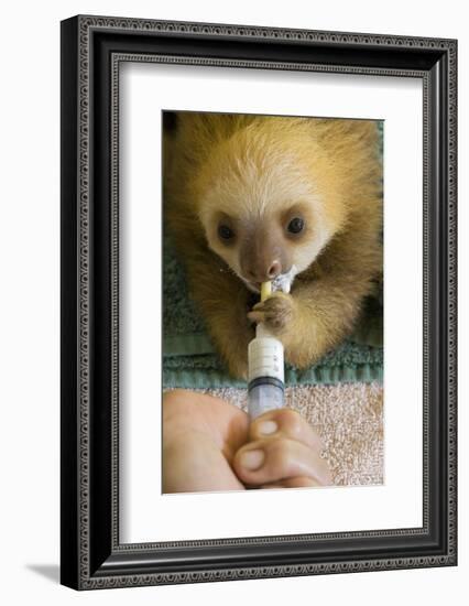 Hoffmann'S Two-Toed Sloth (Choloepus Hoffmanni) Orphaned Baby Bottle Feeding-Suzi Eszterhas-Framed Photographic Print