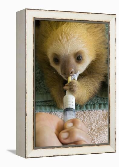 Hoffmann'S Two-Toed Sloth (Choloepus Hoffmanni) Orphaned Baby Bottle Feeding-Suzi Eszterhas-Framed Premier Image Canvas