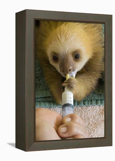 Hoffmann'S Two-Toed Sloth (Choloepus Hoffmanni) Orphaned Baby Bottle Feeding-Suzi Eszterhas-Framed Premier Image Canvas