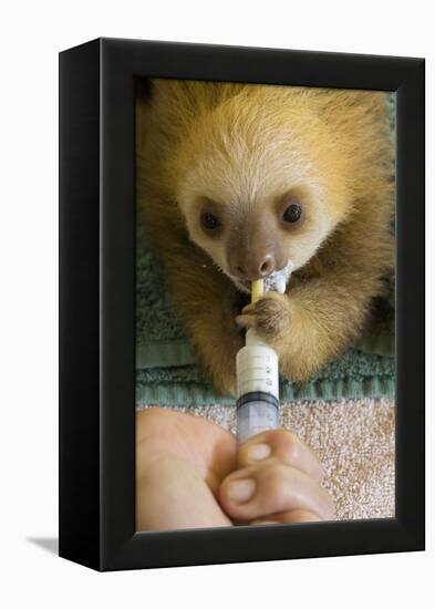 Hoffmann'S Two-Toed Sloth (Choloepus Hoffmanni) Orphaned Baby Bottle Feeding-Suzi Eszterhas-Framed Premier Image Canvas