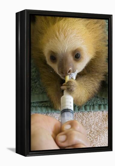 Hoffmann'S Two-Toed Sloth (Choloepus Hoffmanni) Orphaned Baby Bottle Feeding-Suzi Eszterhas-Framed Premier Image Canvas