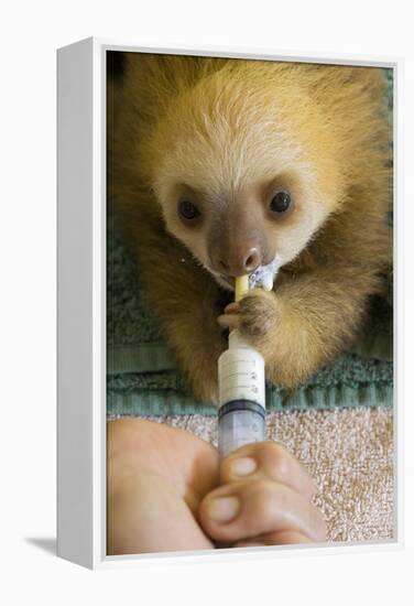 Hoffmann'S Two-Toed Sloth (Choloepus Hoffmanni) Orphaned Baby Bottle Feeding-Suzi Eszterhas-Framed Premier Image Canvas