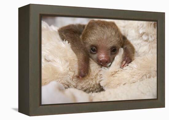 Hoffmann'S Two-Toed Sloth (Choloepus Hoffmanni) Orphaned Baby With Cuddly Toy-Suzi Eszterhas-Framed Premier Image Canvas