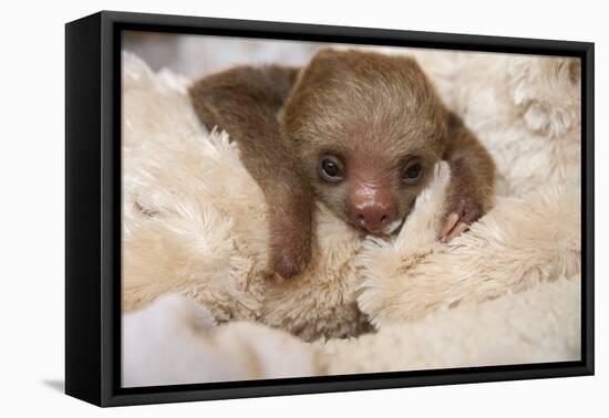 Hoffmann'S Two-Toed Sloth (Choloepus Hoffmanni) Orphaned Baby With Cuddly Toy-Suzi Eszterhas-Framed Premier Image Canvas