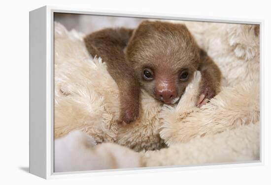 Hoffmann'S Two-Toed Sloth (Choloepus Hoffmanni) Orphaned Baby With Cuddly Toy-Suzi Eszterhas-Framed Premier Image Canvas