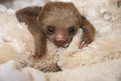 cuddly sloth