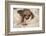 Hoffmann'S Two-Toed Sloth (Choloepus Hoffmanni) Orphaned Baby With Cuddly Toy-Suzi Eszterhas-Framed Photographic Print