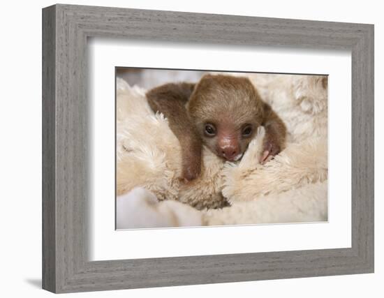 Hoffmann'S Two-Toed Sloth (Choloepus Hoffmanni) Orphaned Baby With Cuddly Toy-Suzi Eszterhas-Framed Photographic Print