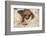 Hoffmann'S Two-Toed Sloth (Choloepus Hoffmanni) Orphaned Baby With Cuddly Toy-Suzi Eszterhas-Framed Photographic Print