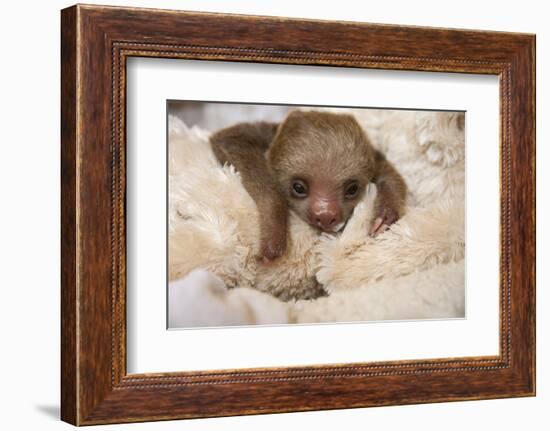 Hoffmann'S Two-Toed Sloth (Choloepus Hoffmanni) Orphaned Baby With Cuddly Toy-Suzi Eszterhas-Framed Photographic Print