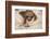 Hoffmann'S Two-Toed Sloth (Choloepus Hoffmanni) Orphaned Baby With Cuddly Toy-Suzi Eszterhas-Framed Photographic Print