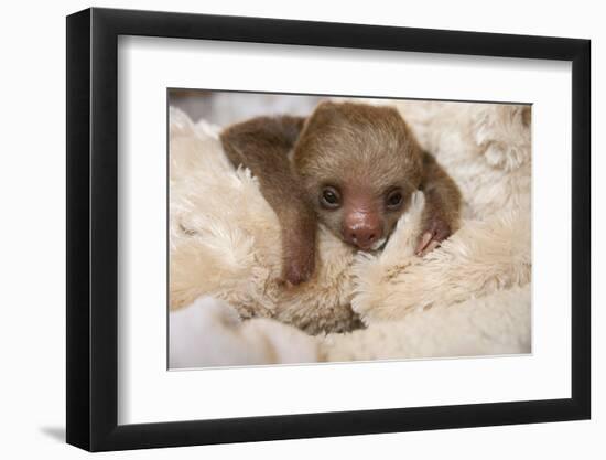 Hoffmann'S Two-Toed Sloth (Choloepus Hoffmanni) Orphaned Baby With Cuddly Toy-Suzi Eszterhas-Framed Photographic Print