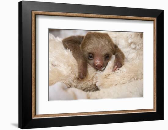 Hoffmann'S Two-Toed Sloth (Choloepus Hoffmanni) Orphaned Baby With Cuddly Toy-Suzi Eszterhas-Framed Photographic Print