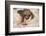 Hoffmann'S Two-Toed Sloth (Choloepus Hoffmanni) Orphaned Baby With Cuddly Toy-Suzi Eszterhas-Framed Photographic Print