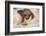 Hoffmann'S Two-Toed Sloth (Choloepus Hoffmanni) Orphaned Baby With Cuddly Toy-Suzi Eszterhas-Framed Photographic Print