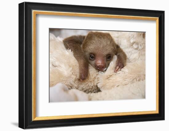 Hoffmann'S Two-Toed Sloth (Choloepus Hoffmanni) Orphaned Baby With Cuddly Toy-Suzi Eszterhas-Framed Photographic Print