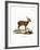 Hog Deer-null-Framed Giclee Print