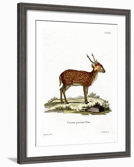 Hog Deer-null-Framed Giclee Print