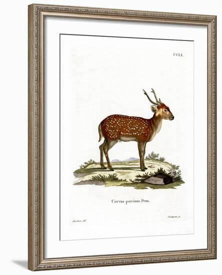 Hog Deer-null-Framed Giclee Print