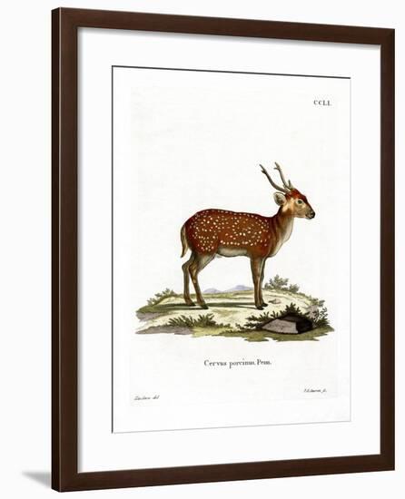 Hog Deer-null-Framed Giclee Print