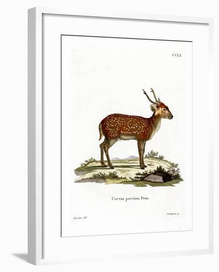 Hog Deer-null-Framed Giclee Print